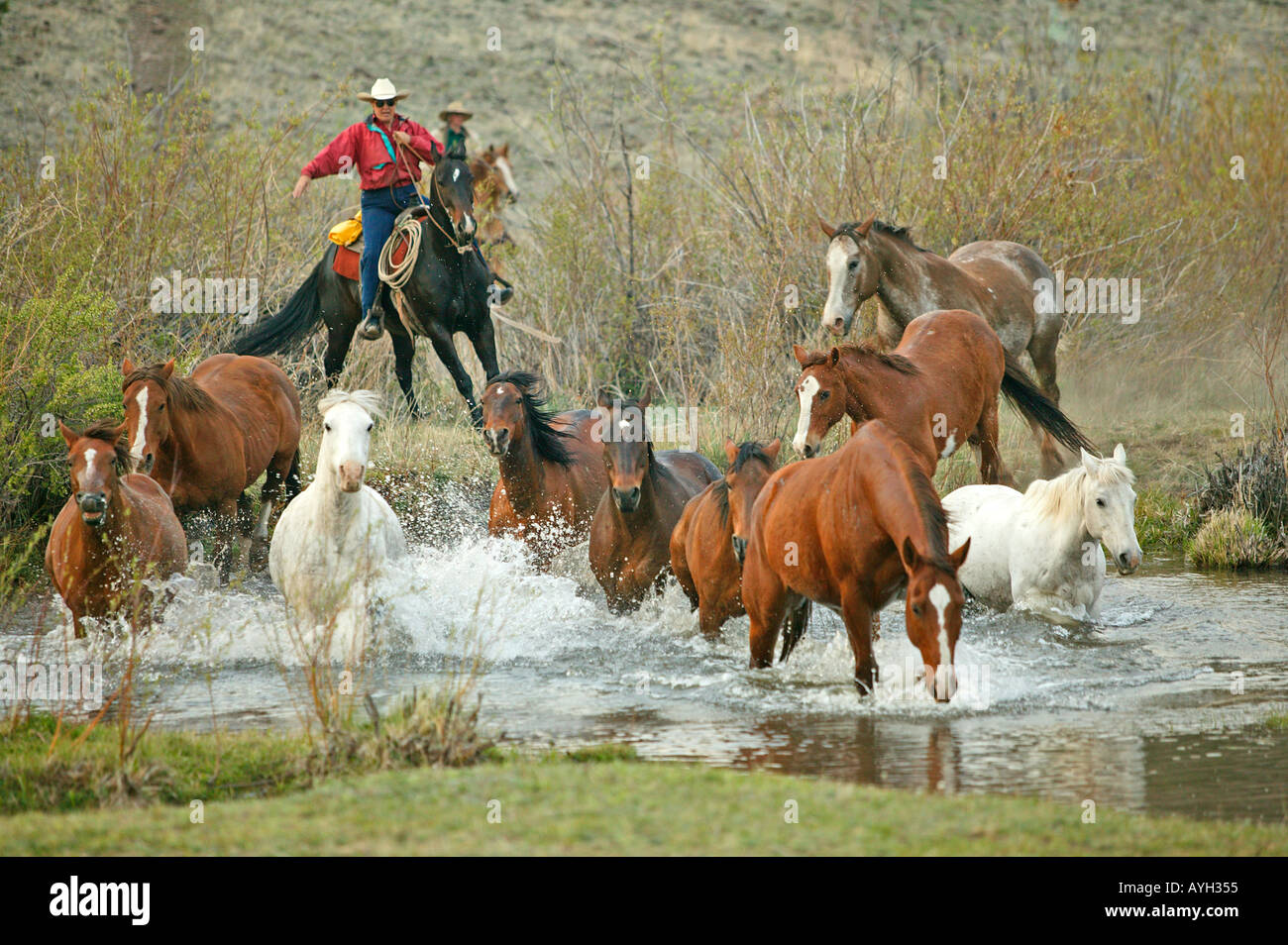 I cowboys allevamento cavalli stampeding attraverso il flusso attraverso il fiume al ranch Foto Stock