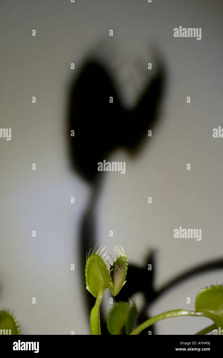 Little Monster - Acchiappamosche al Foto Stock