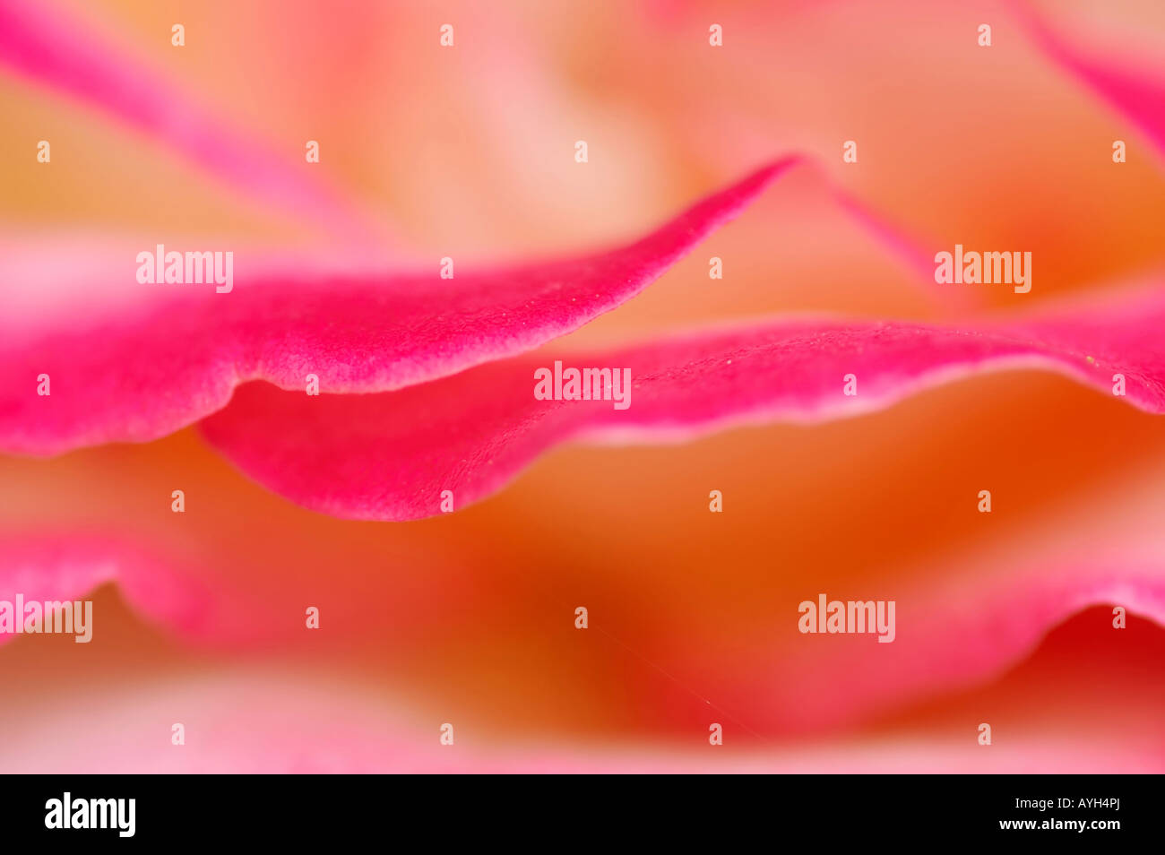 petali di rosa Foto Stock