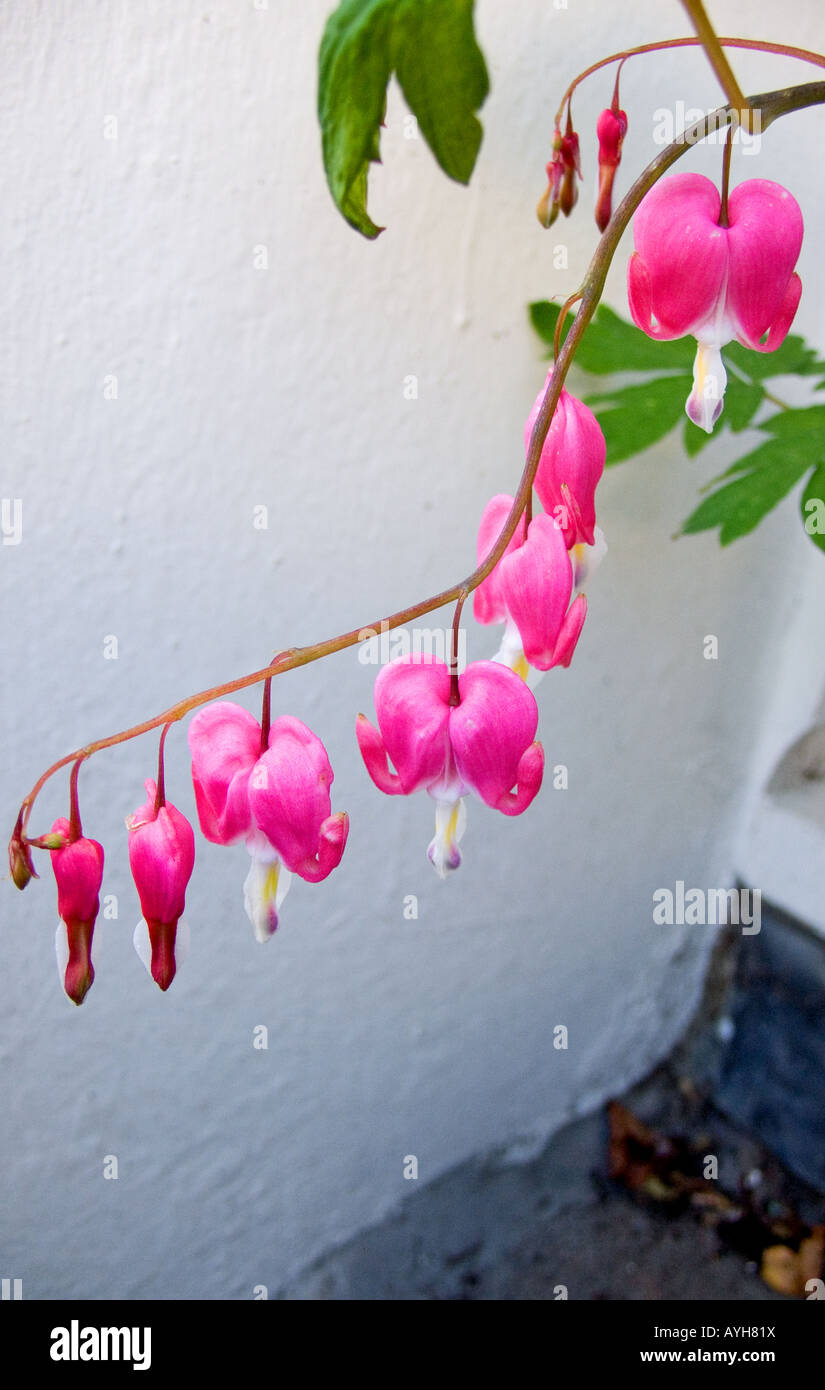 Cuore di spurgo Dicentra spectabilis Foto Stock