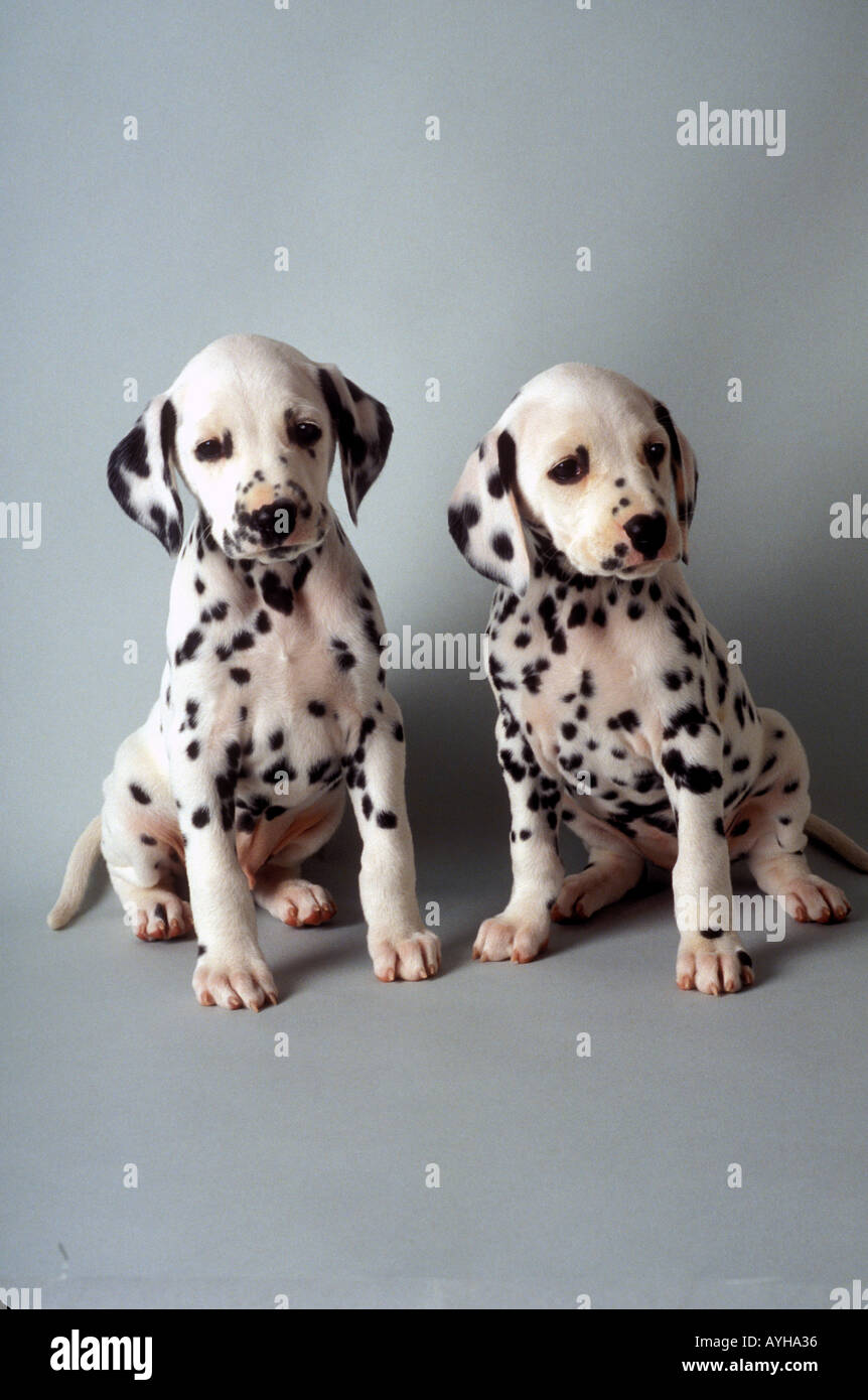 Due cuccioli dalmata Foto Stock