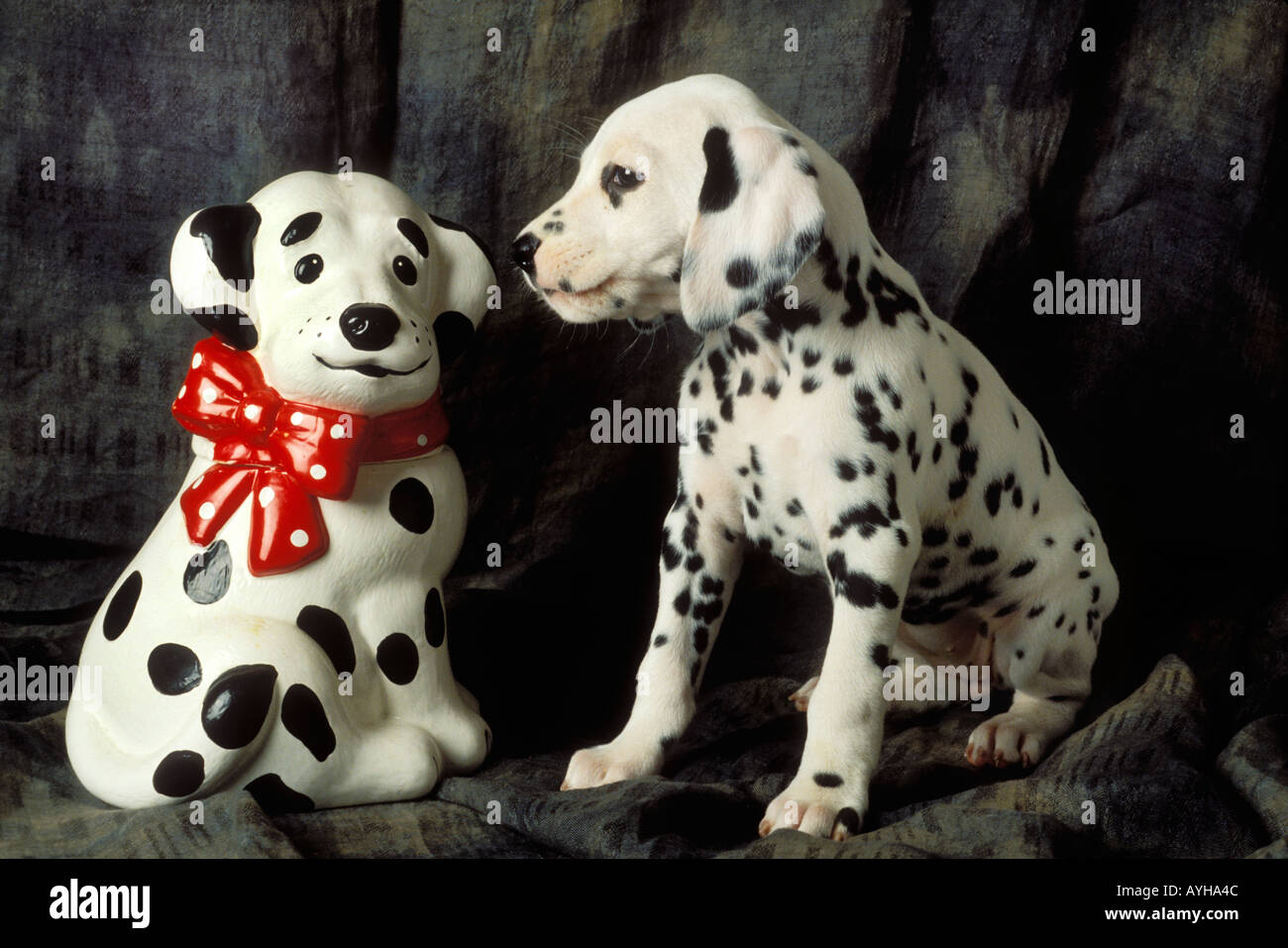 Cucciolo dalmata con cookie jar Foto Stock