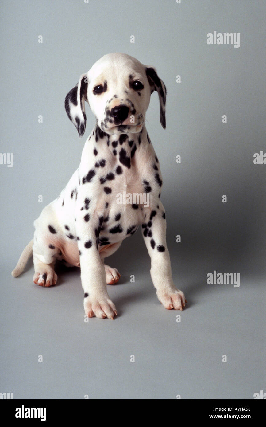 Cucciolo dalmata su sfondo grigio Foto Stock
