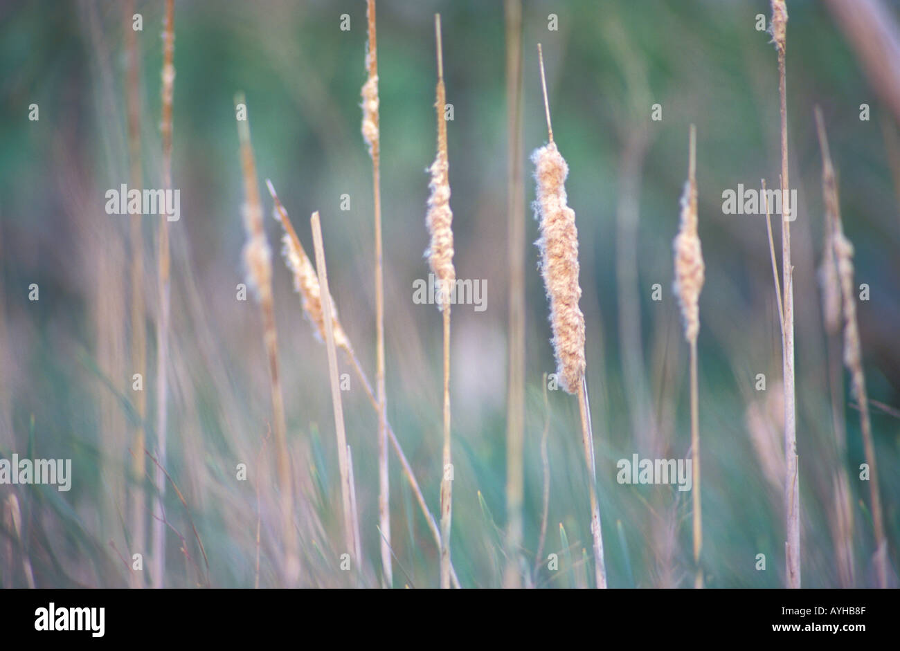 Tifa teste di seme Foto Stock