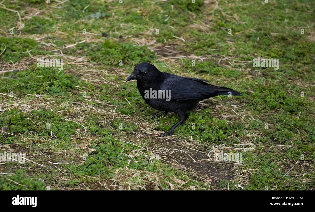 Carrion Crow (Corvus corone) ricerca di cibo sull'erba Foto Stock