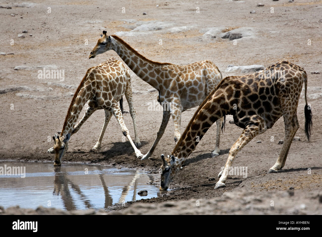 African giraffe, Giraffa Camelopardalis bevendo al Waterhole, il Parco Nazionale di Etosha, Namibia Foto Stock
