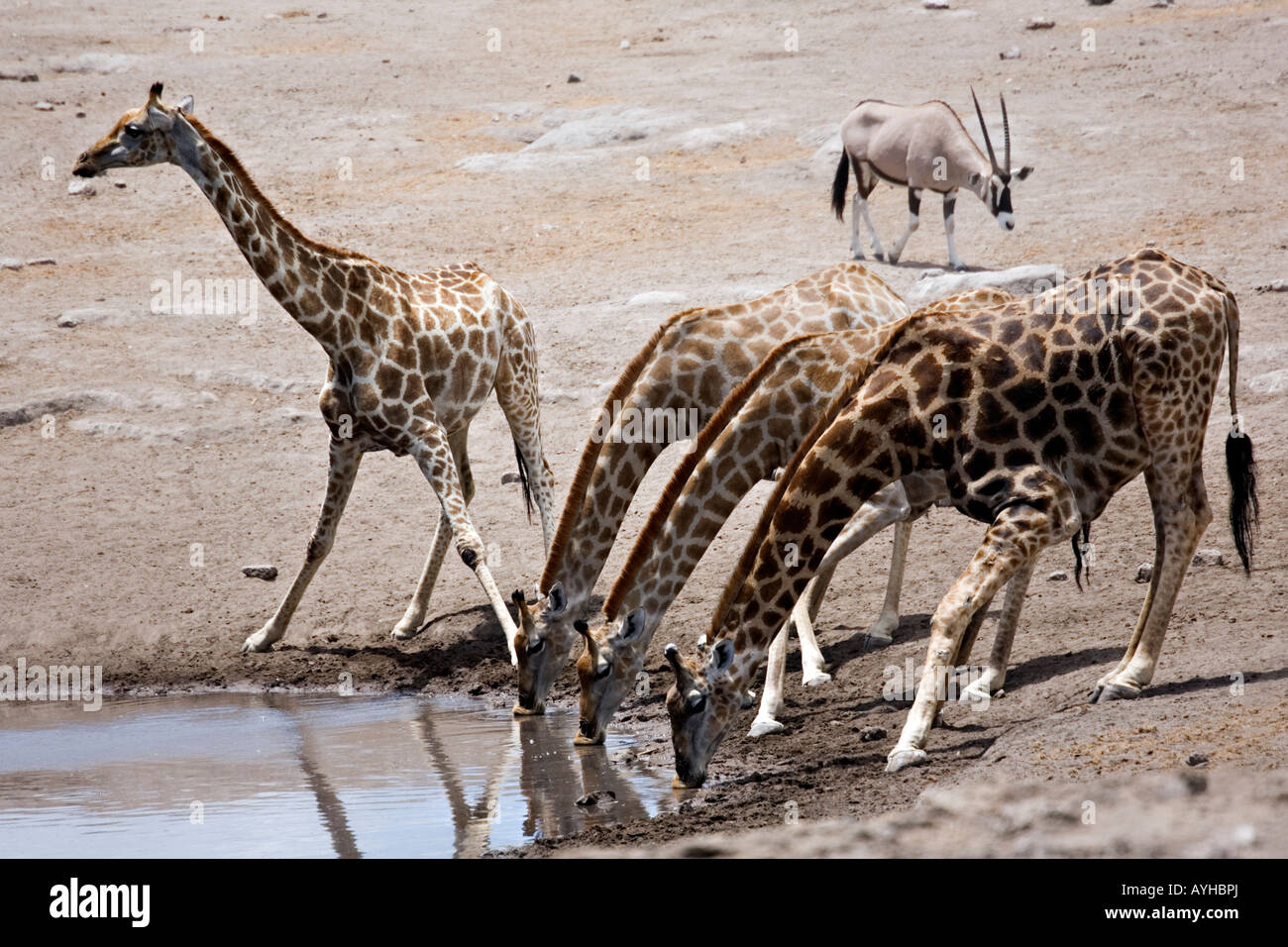 African giraffe, Giraffa Camelopardalis bevendo al Waterhole, il Parco Nazionale di Etosha, Namibia Foto Stock
