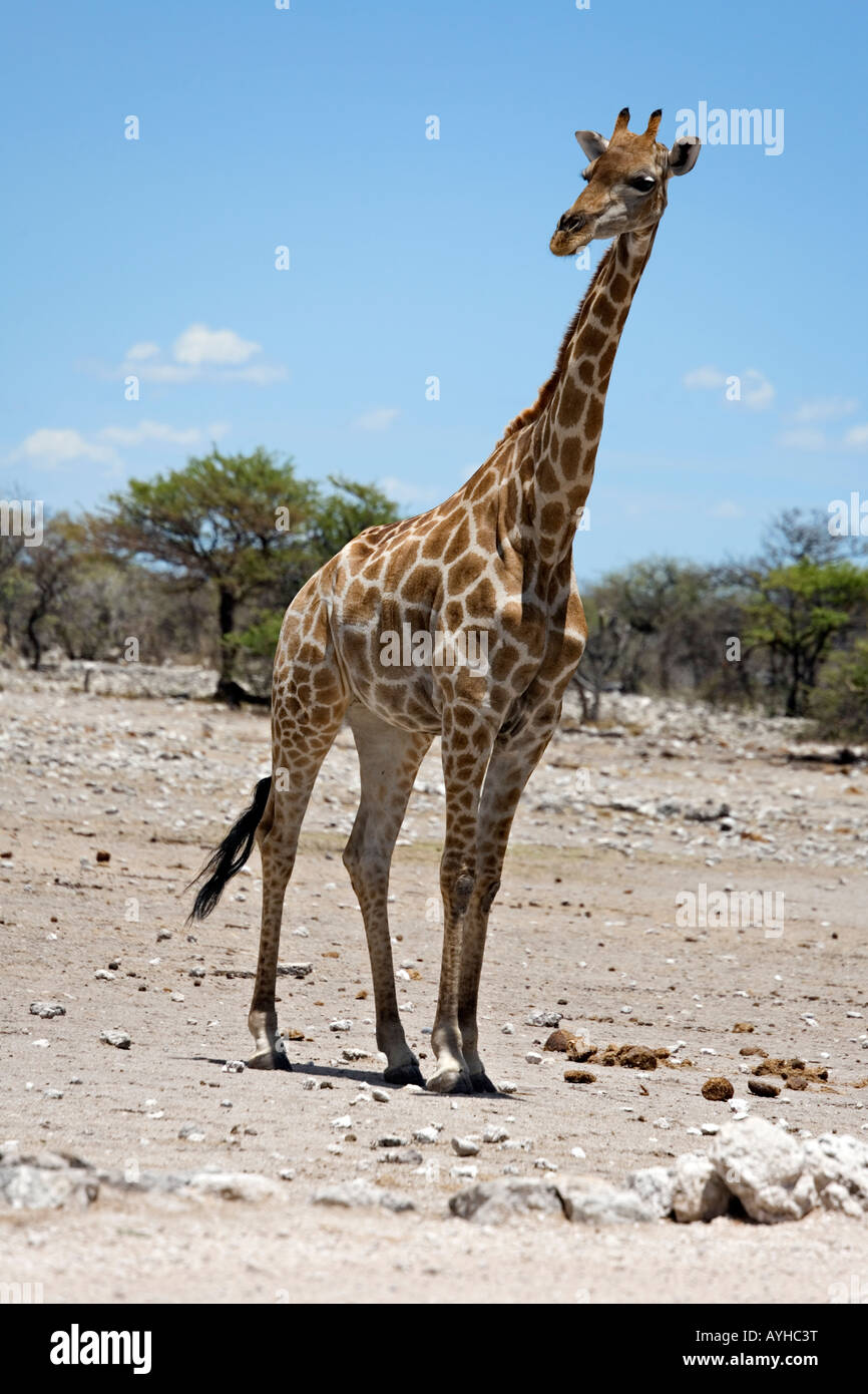 Giraffa africana, Giraffa Camelopardalis nel Parco Nazionale Etosha, Namibia Foto Stock