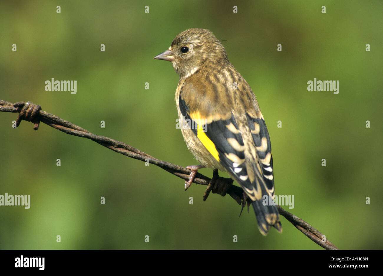 Cardellino Carduelis carduelis capretti Foto Stock