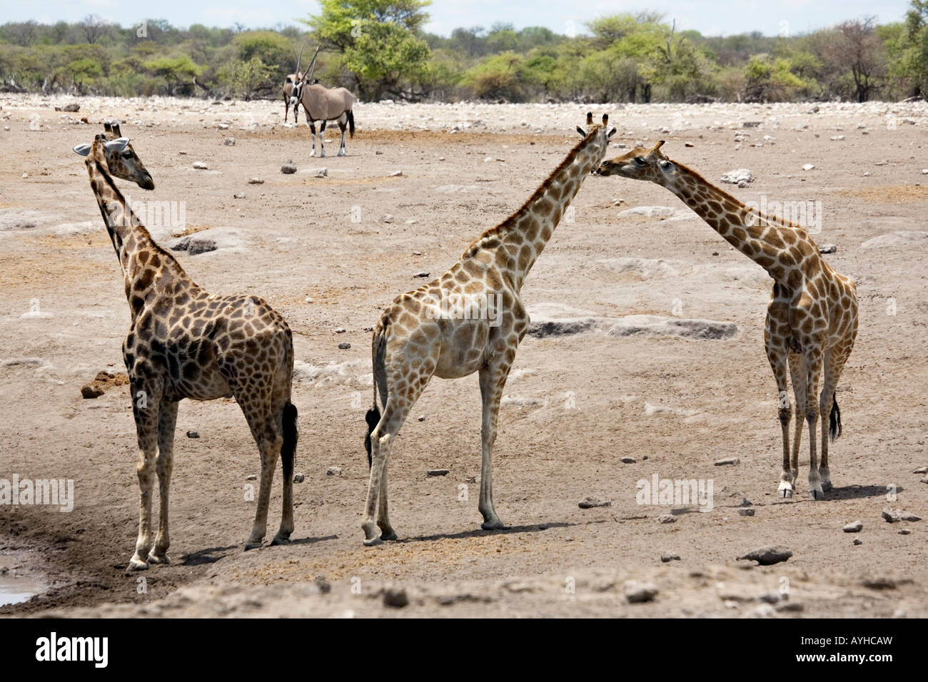African giraffe, Giraffa Camelopardalis nel Parco Nazionale Etosha, Namibia Foto Stock