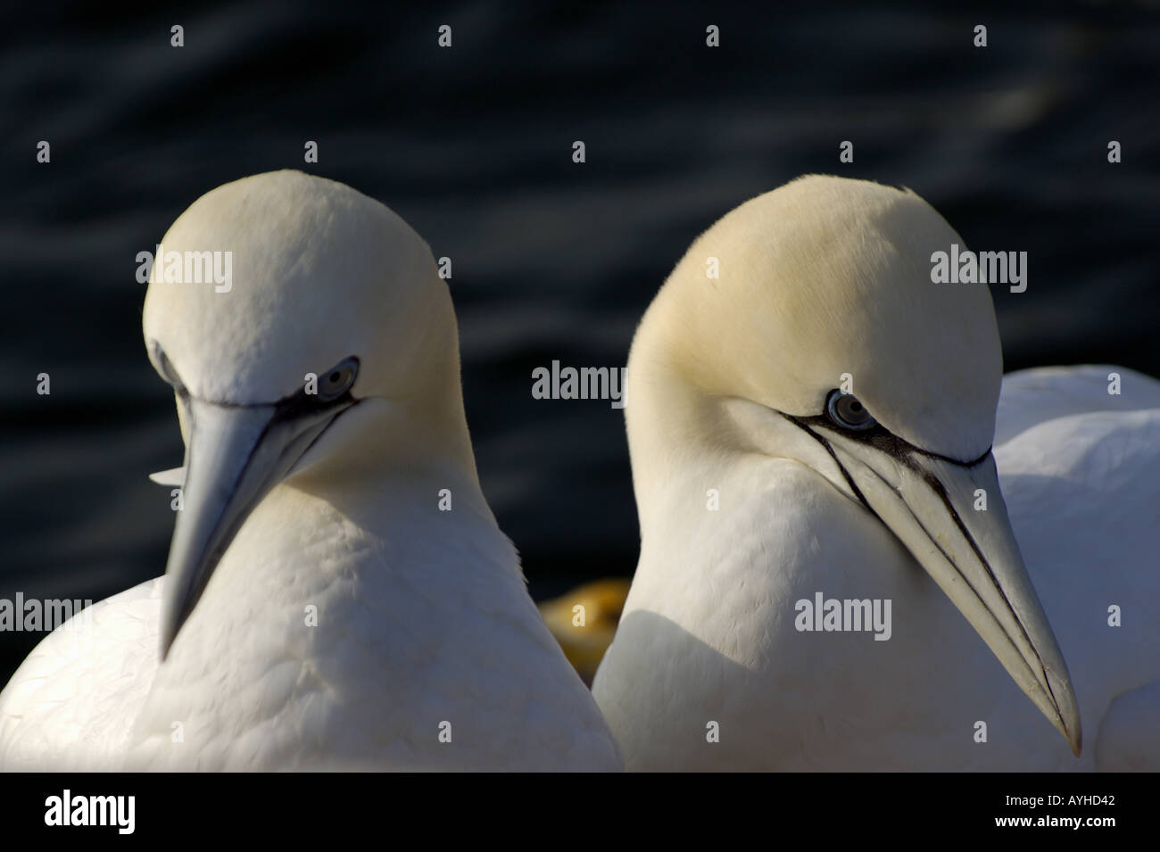 Francia - Ritratto di un gannett giovane northern morus bassan di sunrise Foto Stock