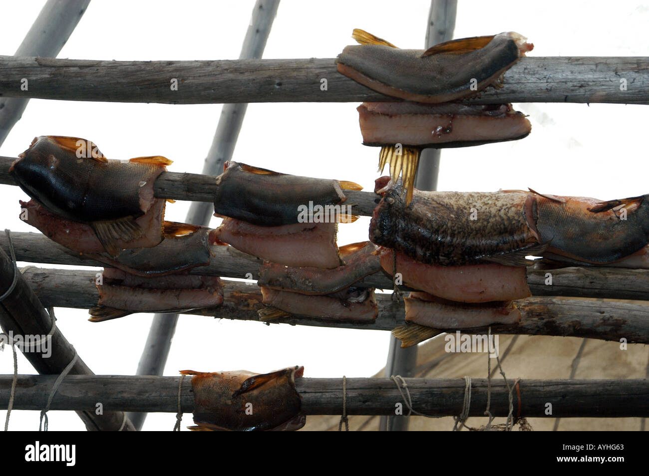 Pesce che fuma Cree Mistissini prenotazione James Bay area Norther Québec Canada Foto Stock