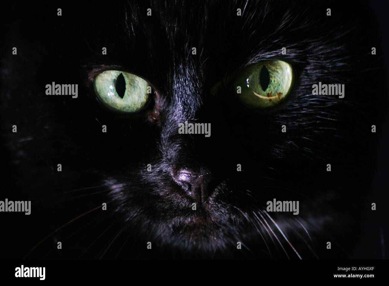 Gli occhi di un gatto nero Foto Stock