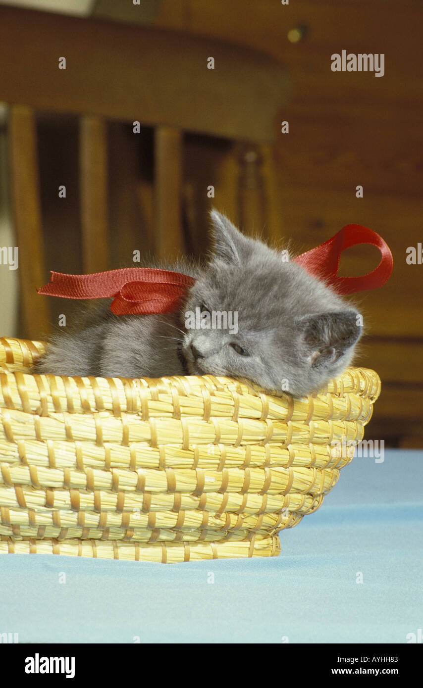 Junges Kaetzchen in einem Korb Foto Stock