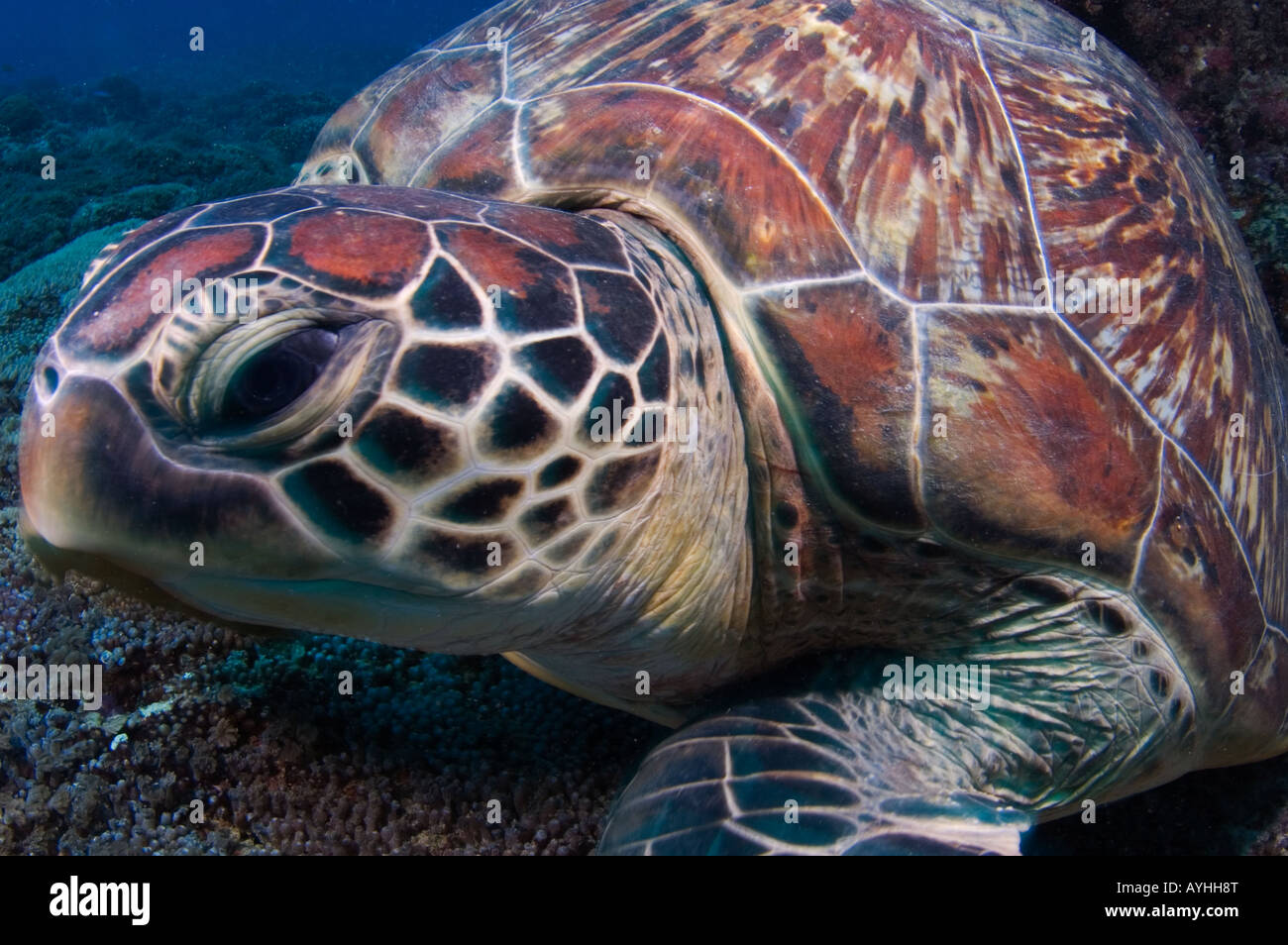 Tartaruga Verde closeup Chelonia Mydas Gili Trawangan Lombok Indonesia Oceano Pacifico le specie in via di estinzione Foto Stock