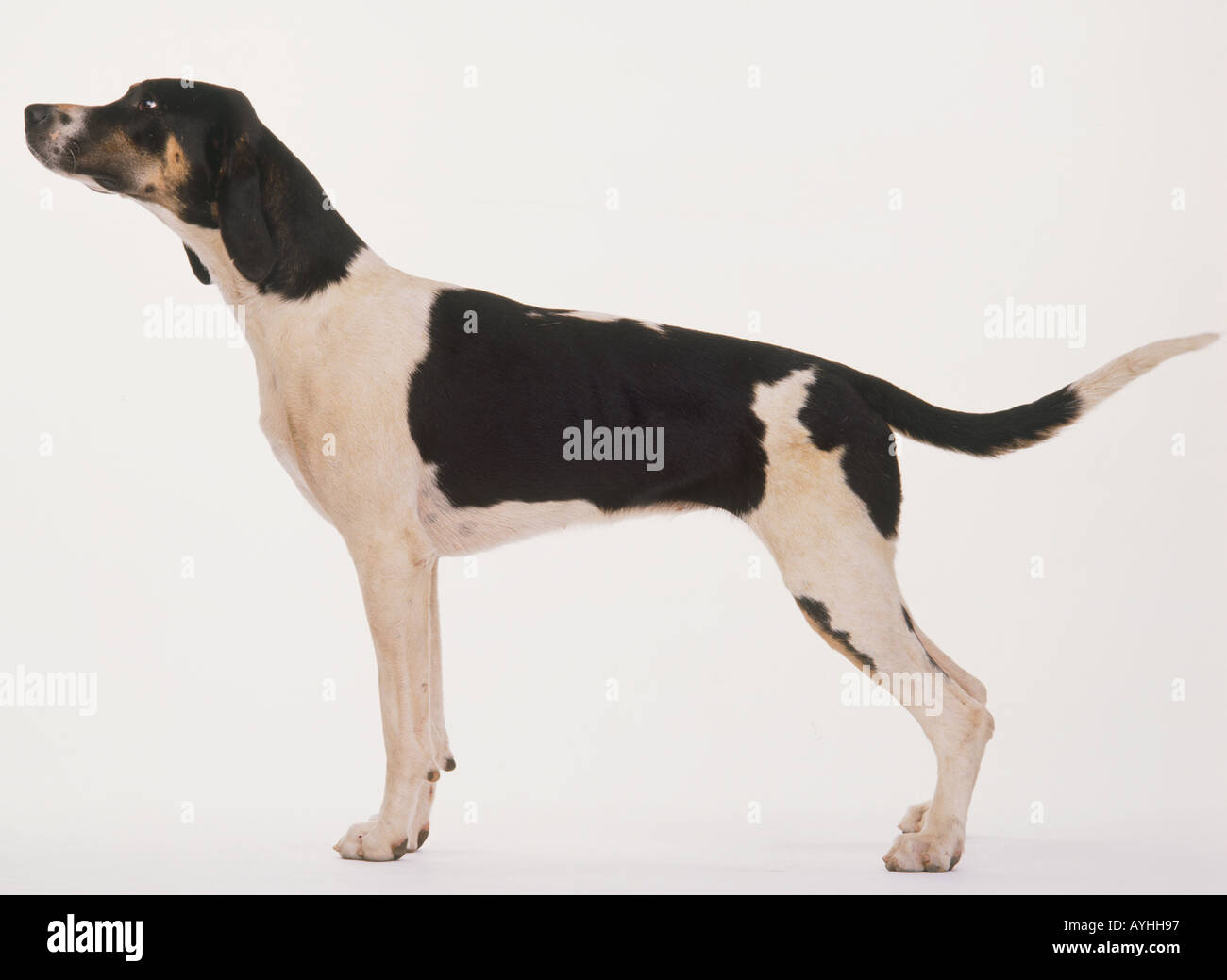 Hound dog, in piedi. Foto Stock