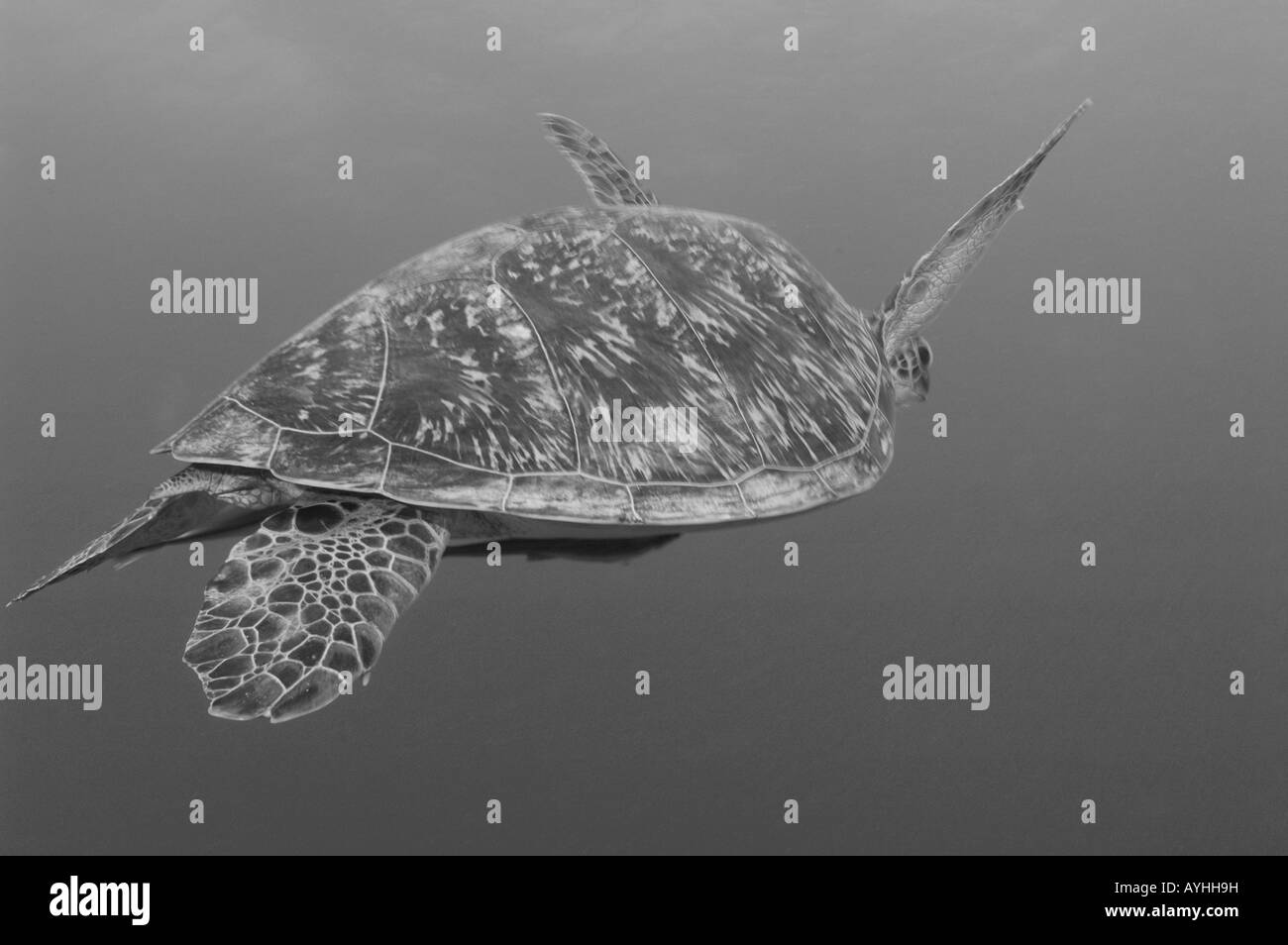 Tartaruga Verde nuoto Chelonia Mydas Gili Trawangan Lombok Indonesia Oceano Pacifico le specie in via di estinzione Foto Stock