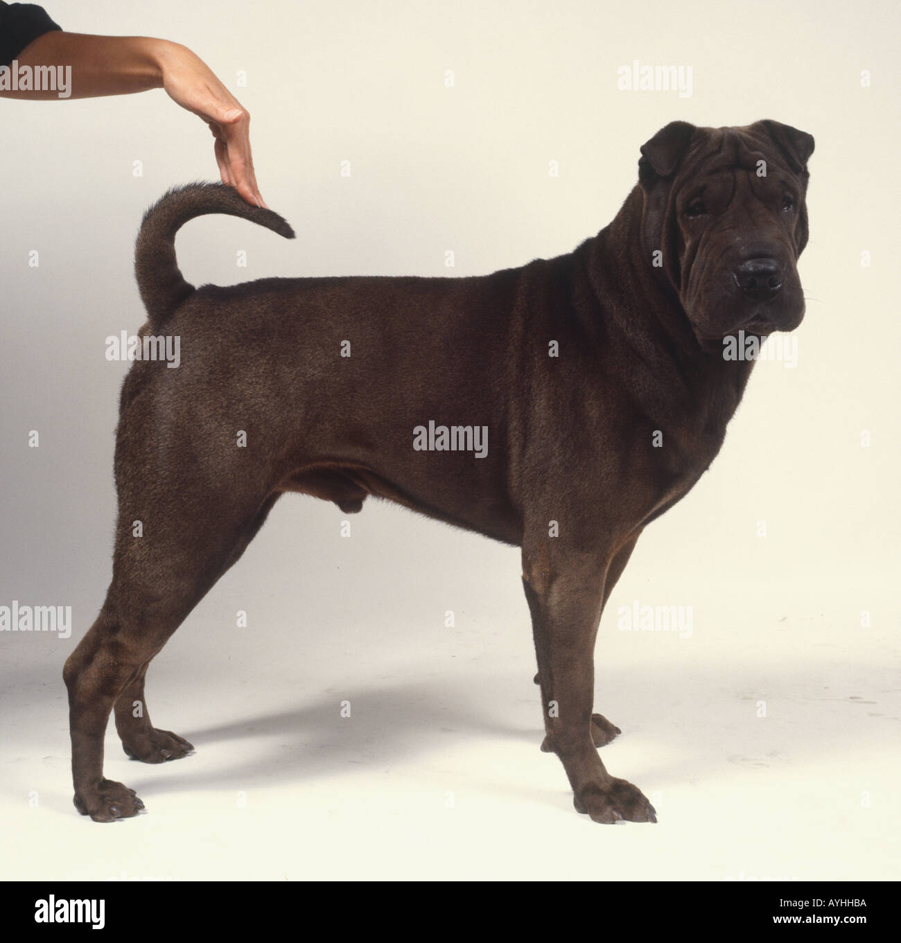 Shar Pei cane con pelo nero; stando a carponi sul lato Foto Stock