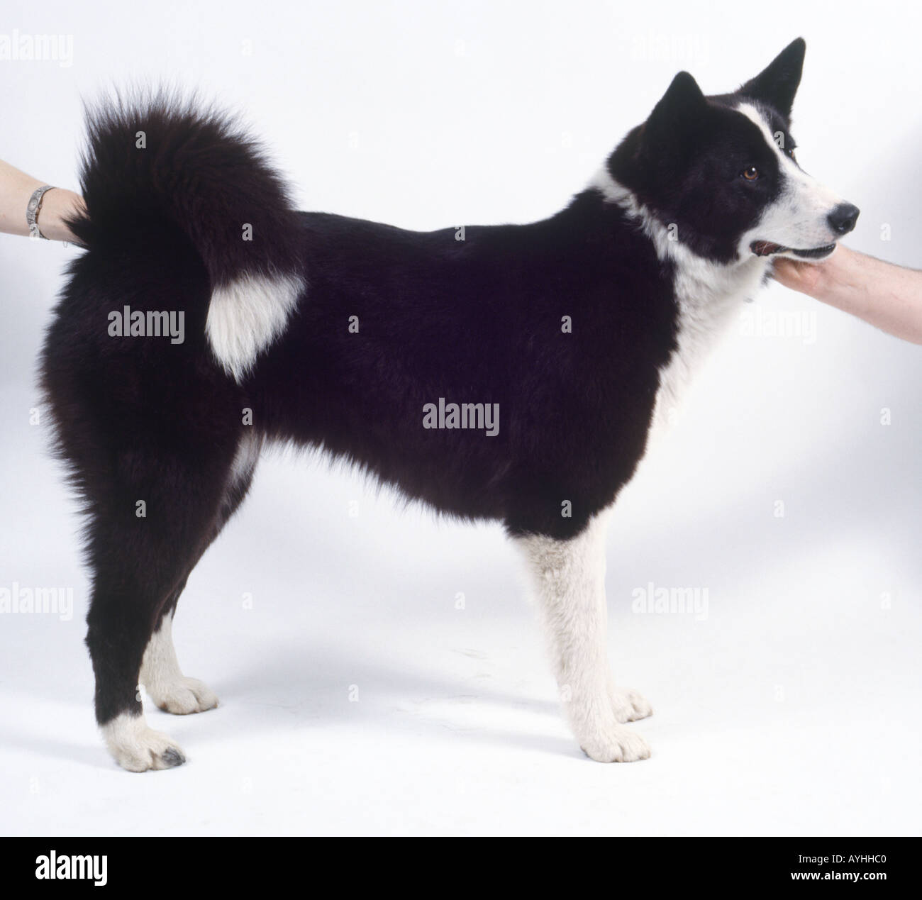 Karelian bear dog, a carponi, coda verso l'alto. Foto Stock