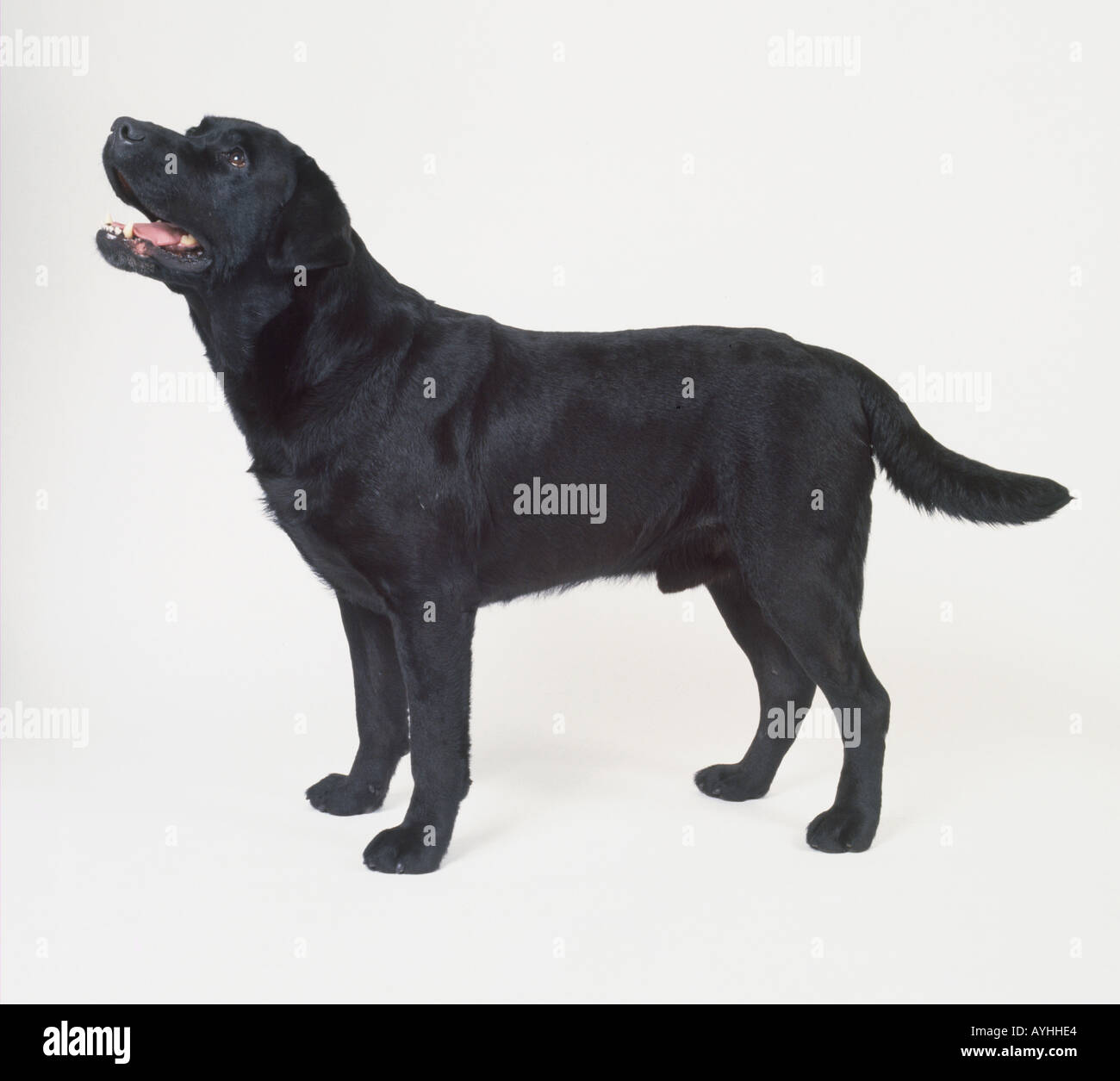 Cane nero in piedi. Foto Stock