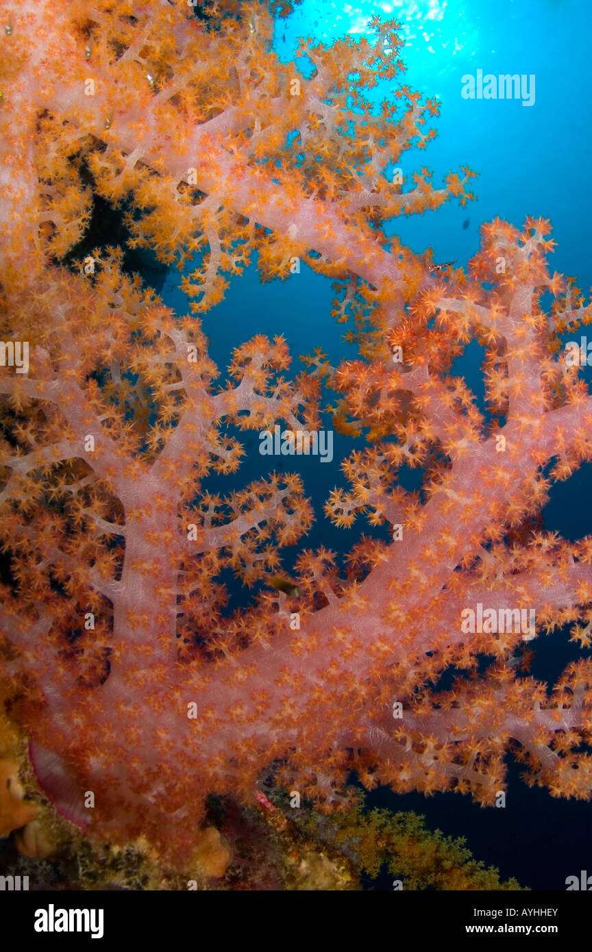 Soft Coral Dendronephthya sp in un mare di un blu intenso Layang Layang atollo Sabah Borneo malese sul Mare della Cina del Sud Pacifico Foto Stock
