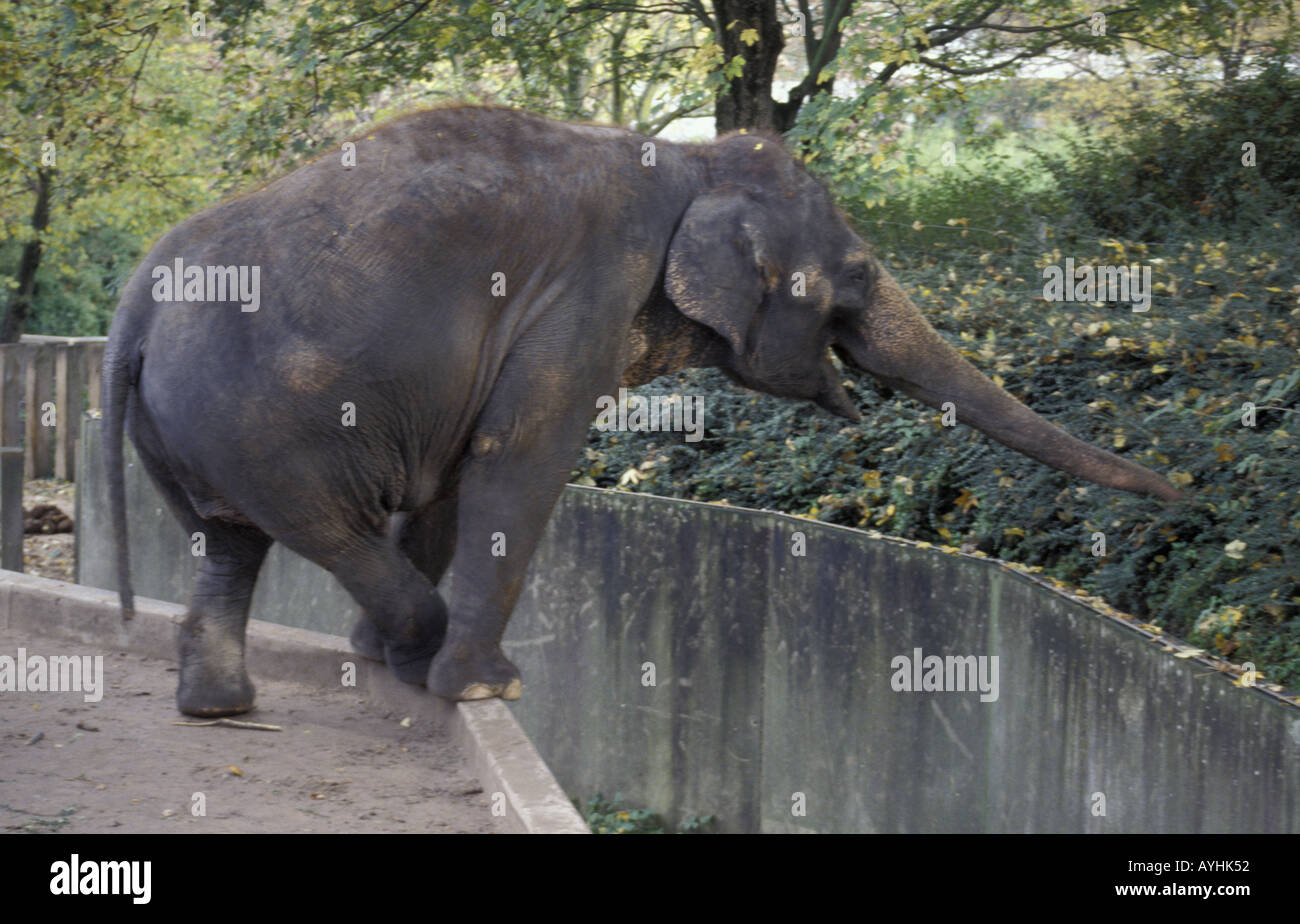 Elefant streckt Ruessel nach Blaettern Foto Stock