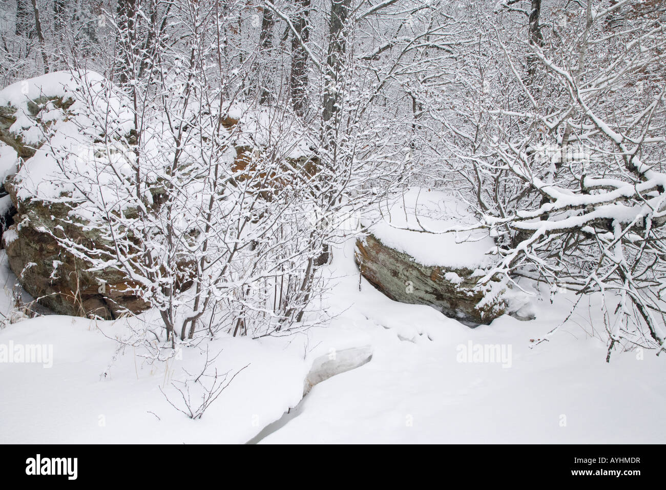 Roccia che affiora in superficie e foresta lungo l'Eau Claire River, Big Falls County Park, Eau Claire County, Wisconsin USA Foto Stock