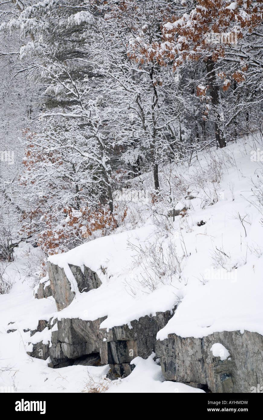 Roccia che affiora in superficie e foresta lungo l'Eau Claire River, Big Falls County Park, Eau Claire County, Wisconsin USA Foto Stock