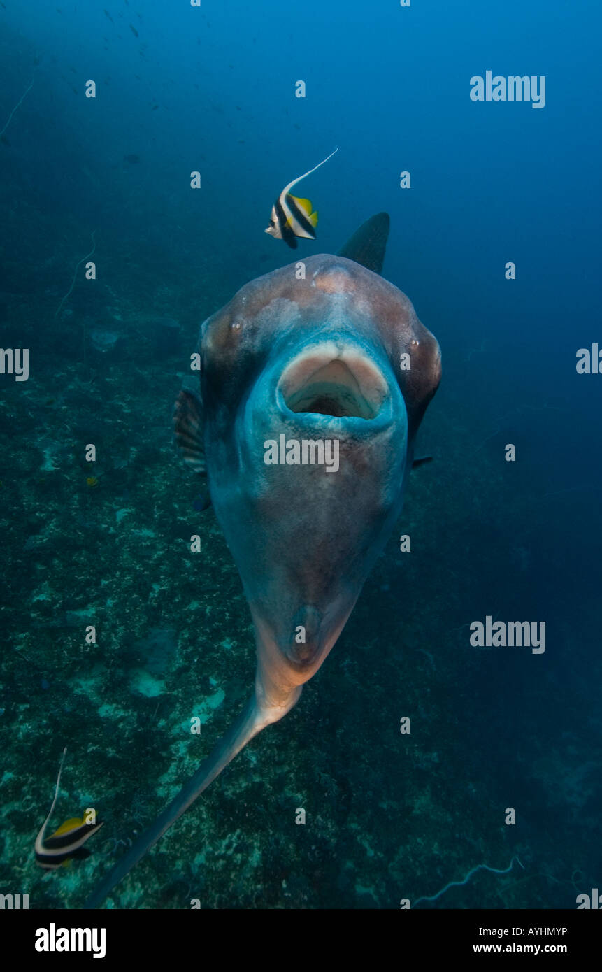 Mola Molas essendo pulite dal Longfin Bannerfish Heniochus acuminatus Crystal Bay Nusa Penida Nusa Lembongan Bali Indonesia Foto Stock