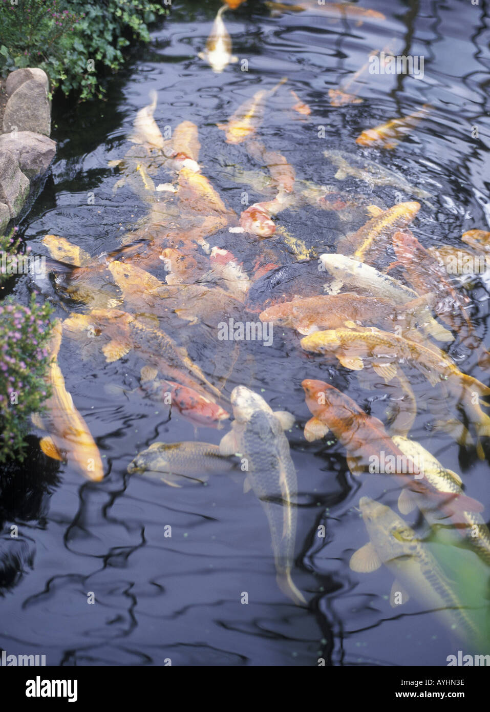 Fischteich mit Koi Karpfen Foto Stock