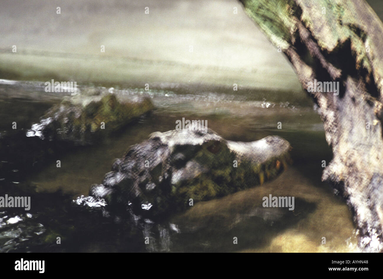 Krokodil Tierpark Hagenbeck Hamburg Troparium 2004 Foto Stock