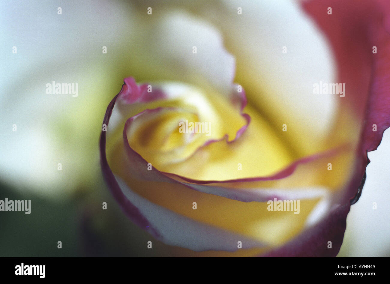 Dettaglio einer hellen Rosenbluete mit pinkfarbenen Raendern an den Bluetenblaettern Foto Stock