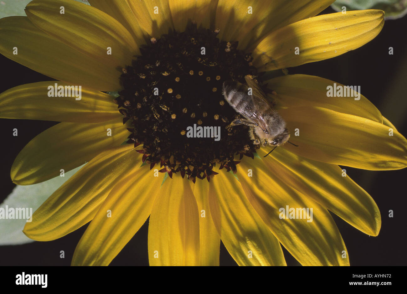 Biene auf Sonnenblume Foto Stock