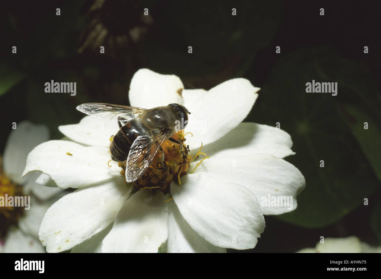 Biene auf weisser Bluete Foto Stock