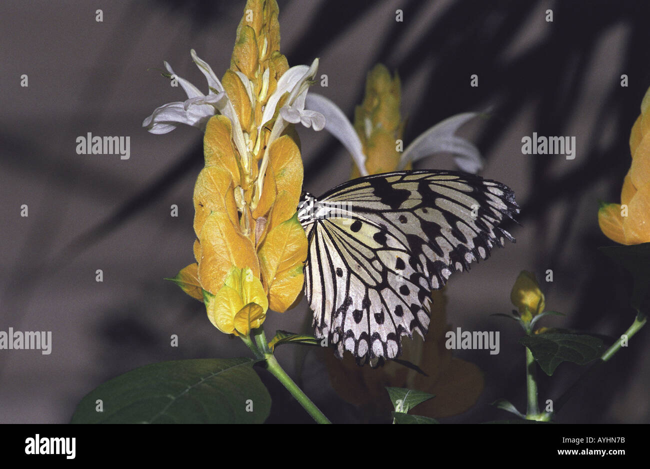 Tropischer Schmetterling un einer gelben Bluete Weisse Baumnymphe Foto Stock