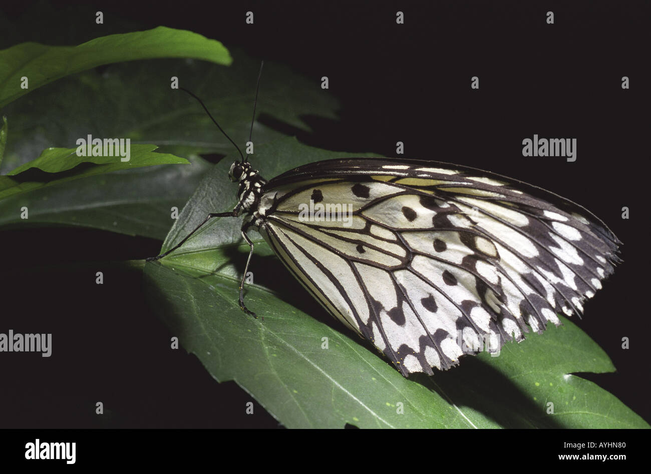Tropischer Schmetterling auf einem Blatt Weisse Baumnymphe Foto Stock
