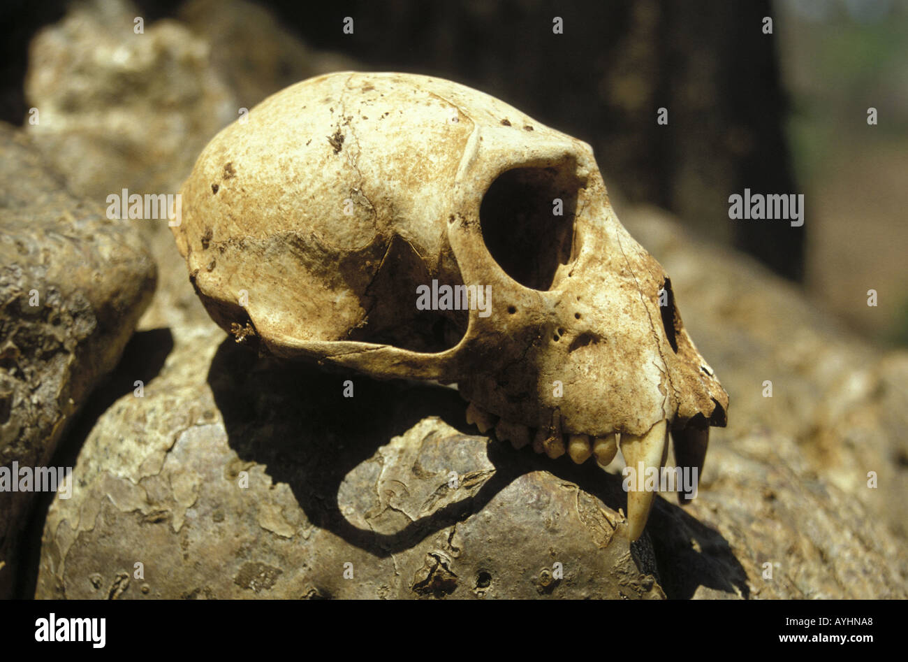 Pavianschaedel auf Affenbrotbaum Tanzania Foto Stock