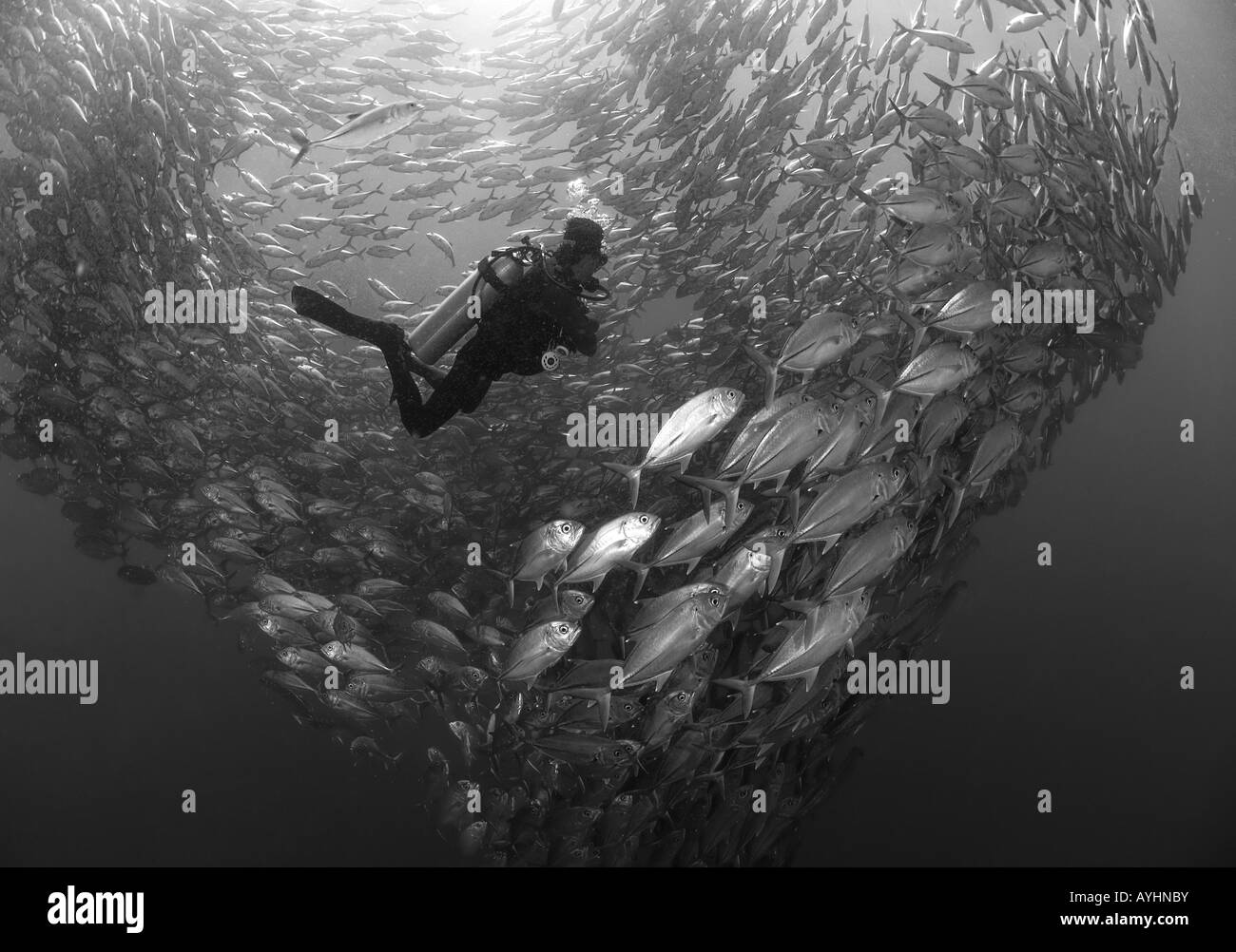 Un subacqueo e una scuola di cavallo jack occhio Caranx sexfasciatus sulla USS Liberty relitto Tulamben Bali Indonesia Oceano Pacifico Foto Stock