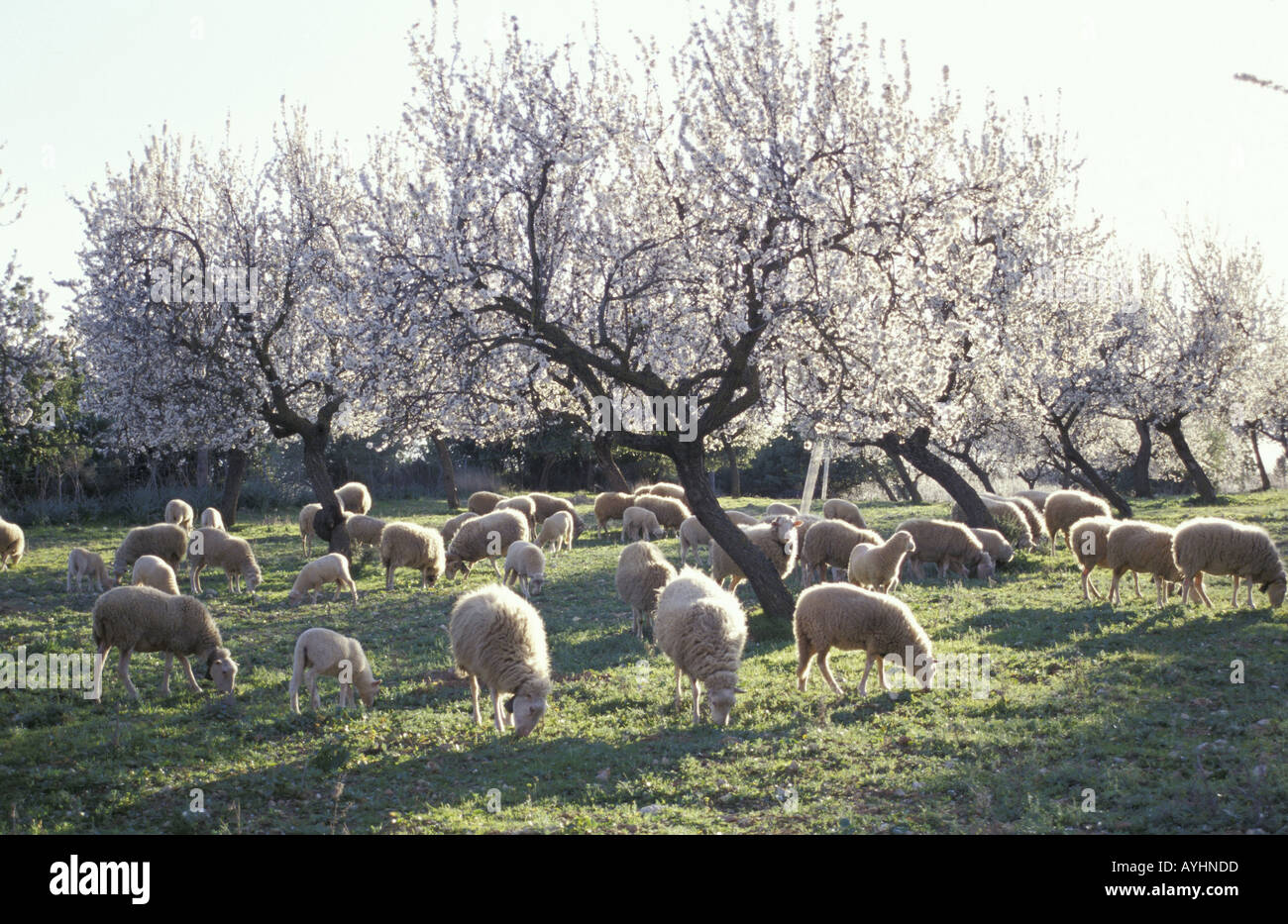 Schafe grasen unter bluehenden Baeumen Mallorca Foto Stock