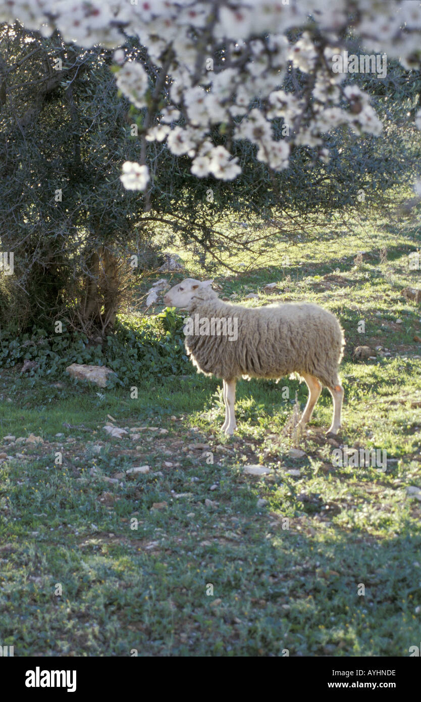 Ein Schaf grast unter bluehenden Baeumen Mallorca Foto Stock