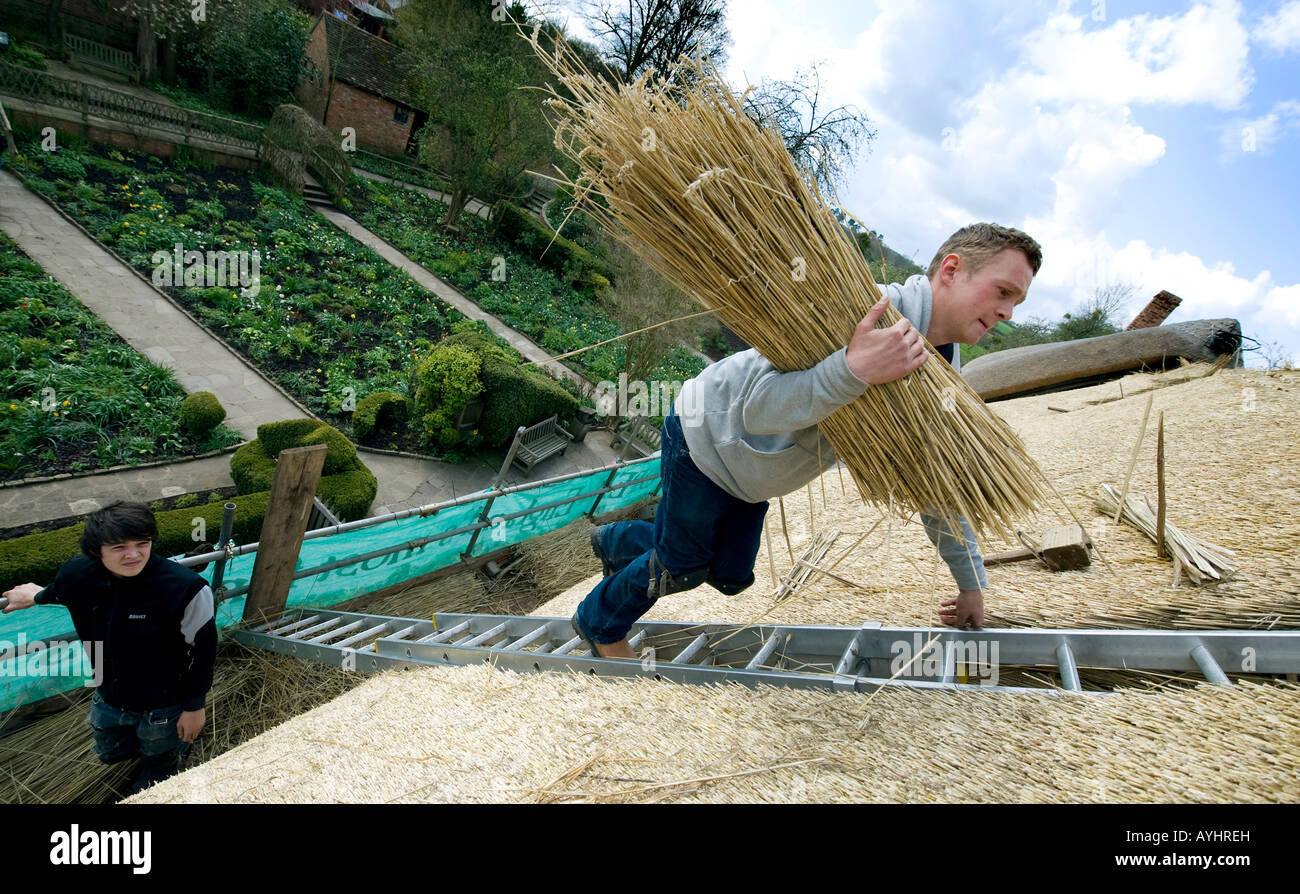 Master Thatcher James Caro (a destra) salite con un fascio di lattoneria paglia per riparare il tetto della casa di Anne Hathaway's Cottage Foto Stock