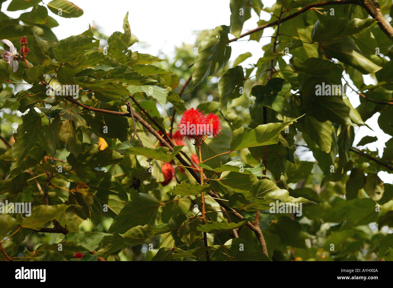 Rote Frucht in einem Baum Amazonas Foto Stock