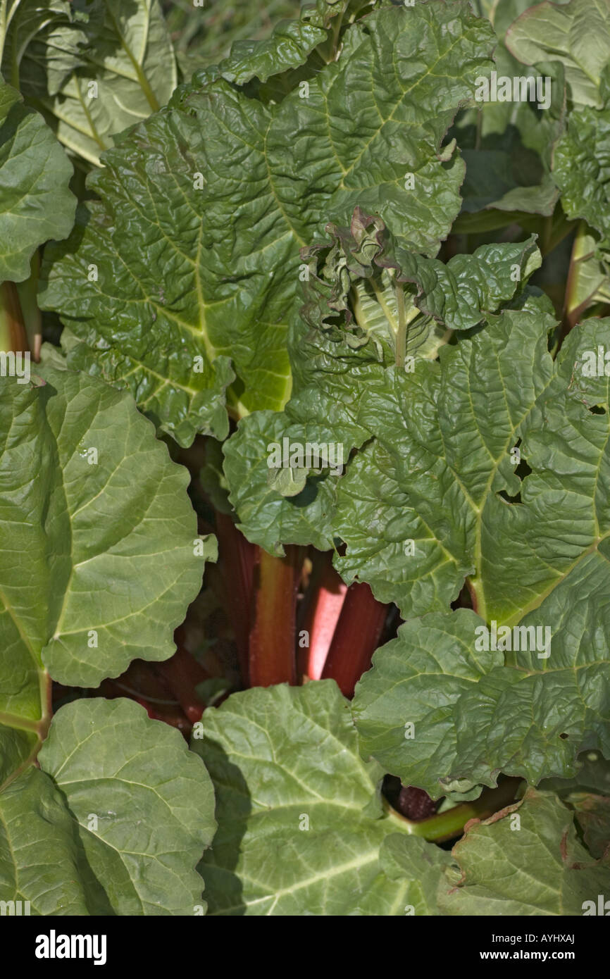 Primo piano di un rabarbaro, Rheum rhabarbarum o Rheum x hybridum, impianti. Foglie di colore verde e rosso, commestibili, rosso piccioli mostra Foto Stock
