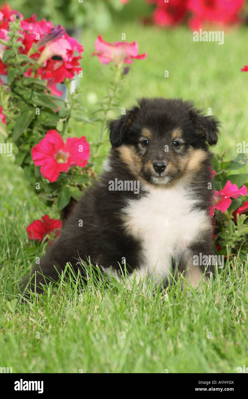 Sheltie - cucciolo seduto davanti di fiori Foto Stock