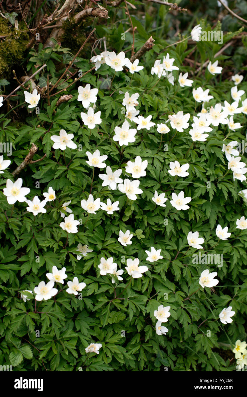 ANEMONE NEMOROSA , AGM WINDFLOWER Foto Stock