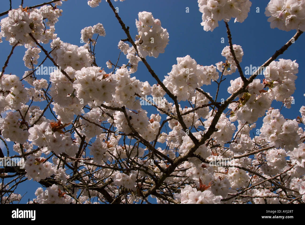 La fioritura dei ciliegi nel periodo primaverile Foto Stock