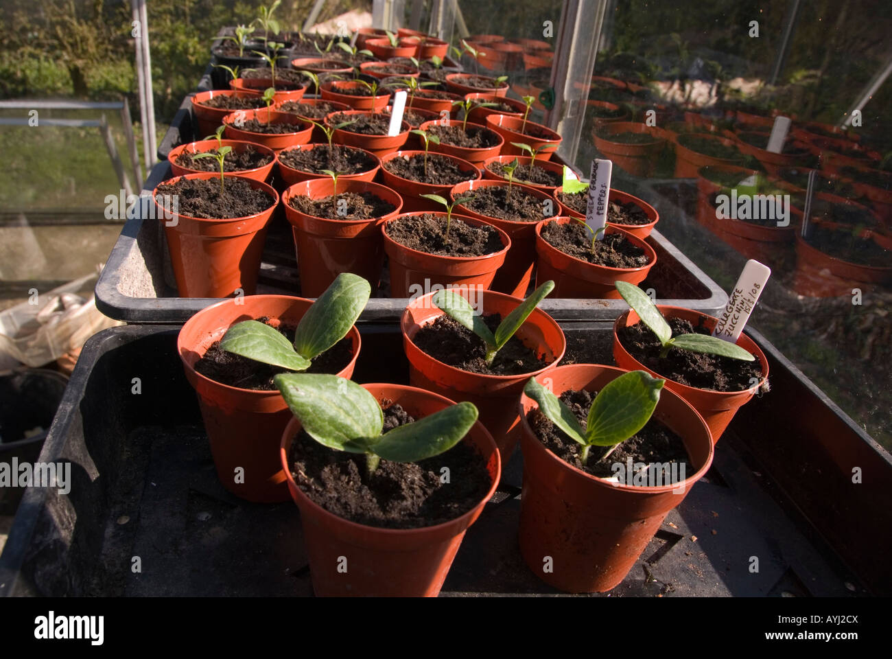 Giovani piante che crescono in una serra Foto Stock