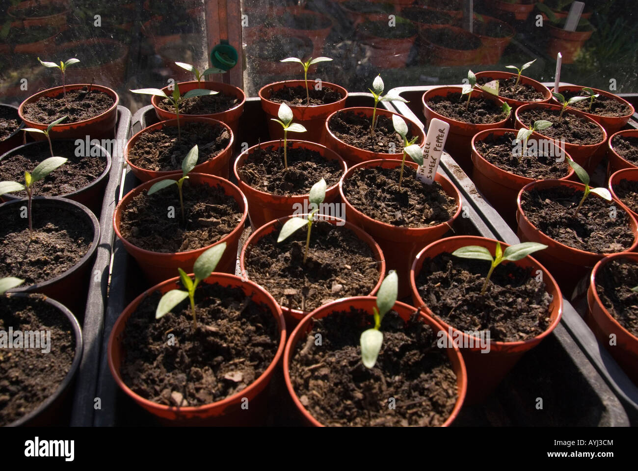 Giovani piante di pepe in crescita in una serra Foto Stock