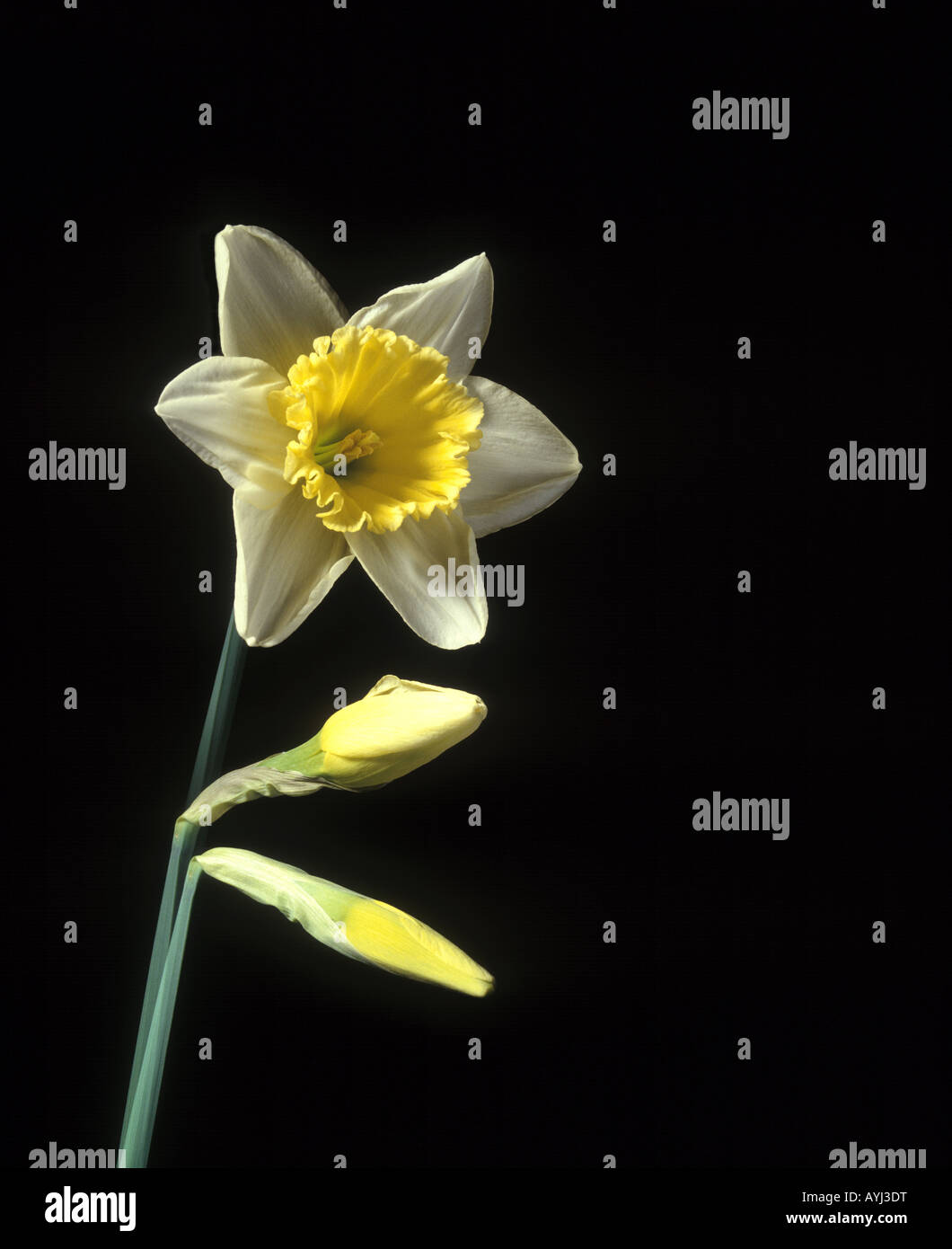 Time Lapse foto di daffodil su sfondo nero Foto Stock