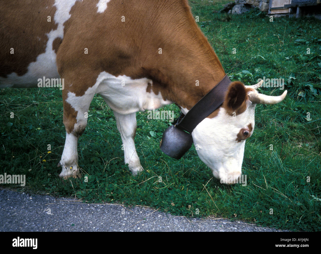 Mucca svizzera con campana Treicheln Foto Stock